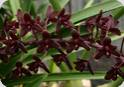 Cymbidium Little Black Sambo 'Black Magic'